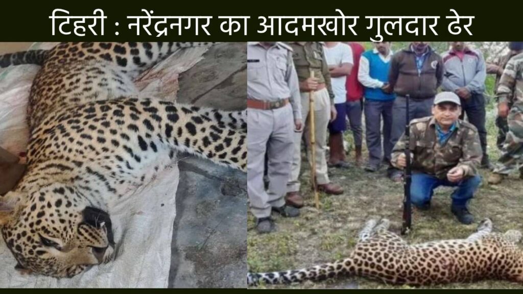 man eater leopard gunned down