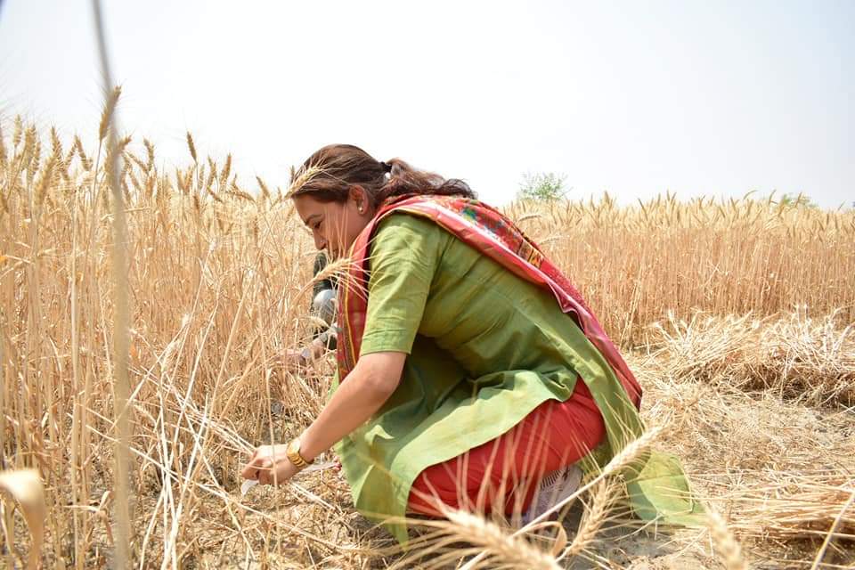Minister rekha arya cut wheat crop with women farmer