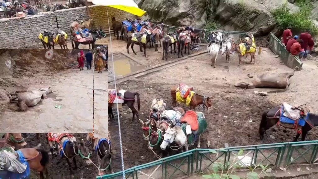 mules and horses dying in kedarnath