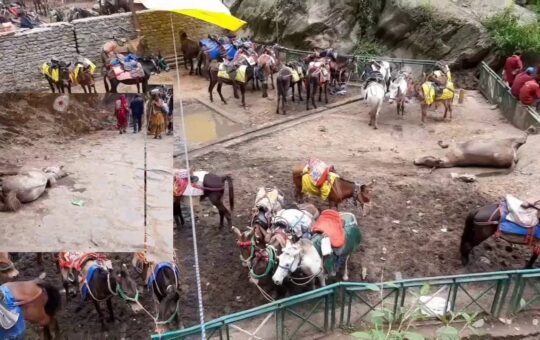 mules and horses dying in kedarnath