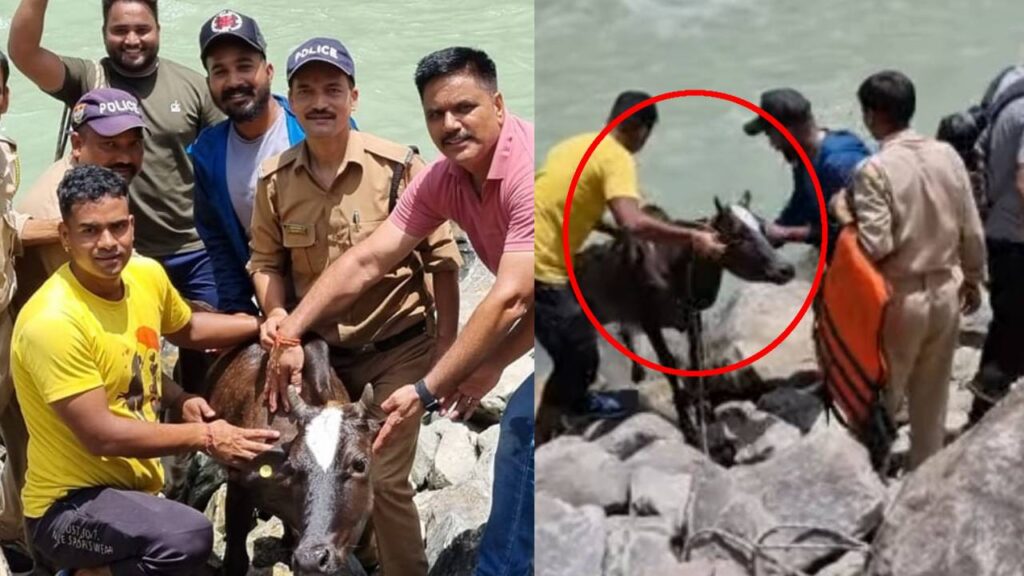 police resued cow stranded in river