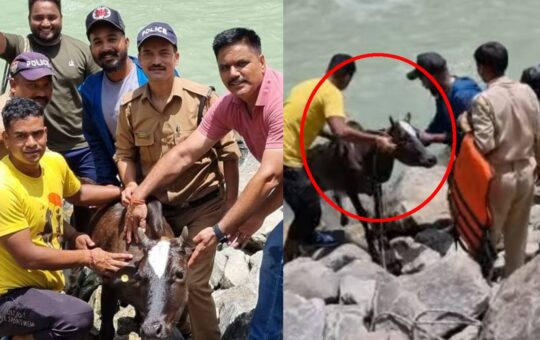 police resued cow stranded in river