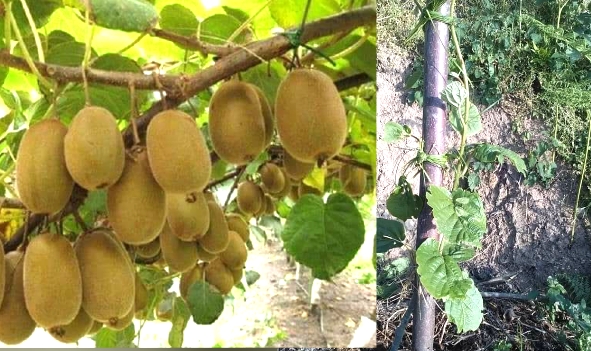 All information of kiwi farming in Uttarakhand