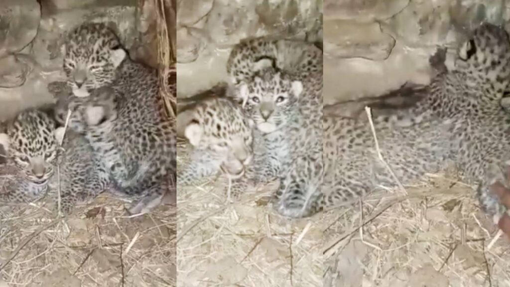 leopar gave birth to 3 cubs inside cow shelter