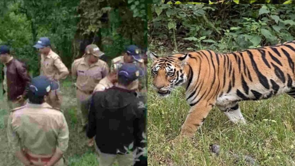 tiger attacks old man kills him