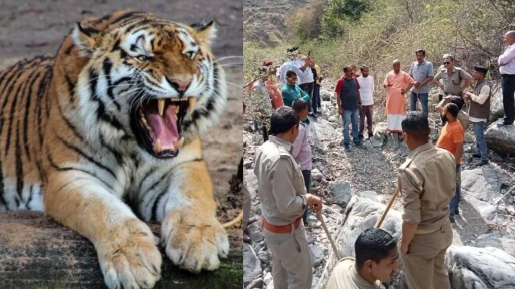 tiger kills man in rikhnikhal pauri second incident of the week