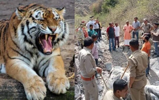 tiger kills man in rikhnikhal pauri second incident of the week