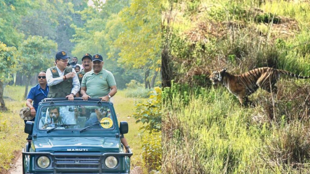 tigress released in rajaji tiger reserve