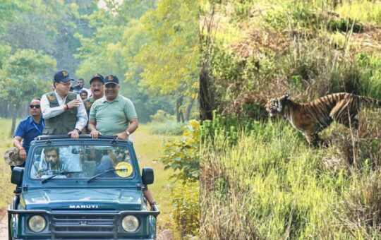 tigress released in rajaji tiger reserve