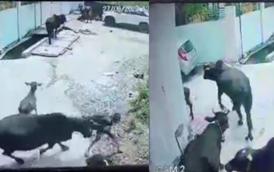 Street Bull attacked kid in haridwar