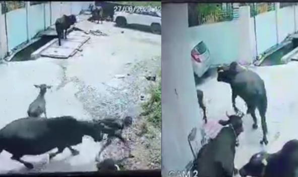 Street Bull attacked kid in haridwar