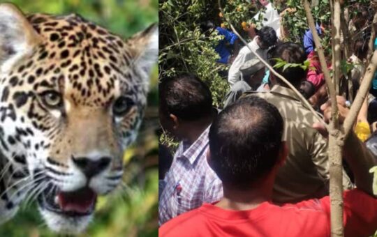 leopard attacks and kills women in chinyalisaur