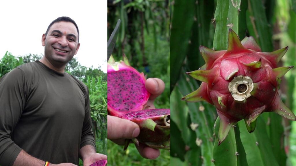 dragon fruit kheti in dehradun