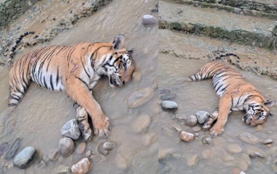 tigress death in corbett tiger reserve