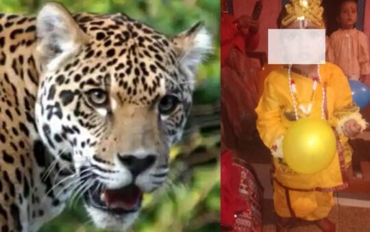 leopard kills 2 year old kid in gangolihat pithoragarh