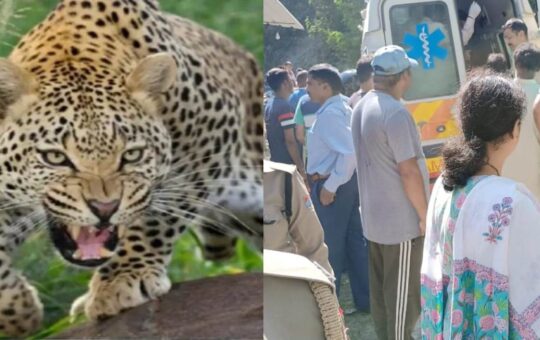 women killed by leopard in kirtinagar chauras area