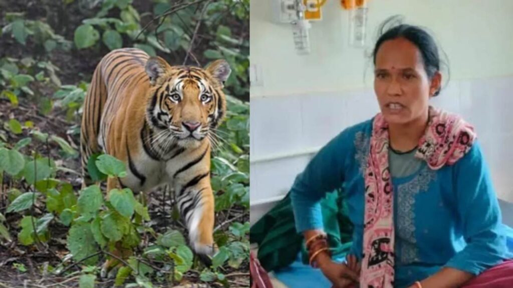brave janki devi saves her friend from tiger's mouth