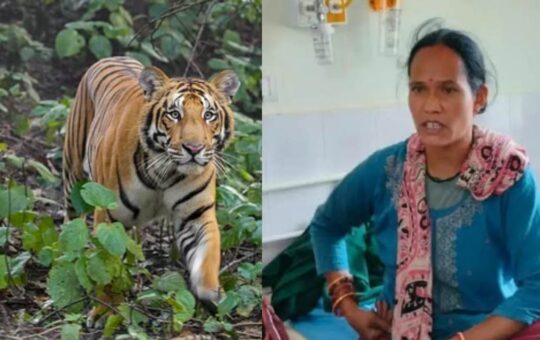 brave janki devi saves her friend from tiger's mouth