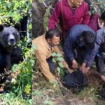 पेड़ के सहारे जंगल में रात काटकर बचाई जान, भालू के हमले में घास लेने गई महिला गंभीर रूप से लहूलुहान