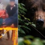 टिहरी: जंगल में घास लेने गई महिला पर भालू ने किया हमला, गंभीर हालत में एम्स रेफर