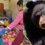 चमोली:  मायके में चारापत्ती लेने गई महिला पर भालू का हमला, गंभीर हालत में ऋषिकेश एम्स रेफर