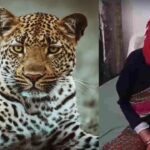 दरांती लेकर गुलदार से भिड़ गईं 65 साल की नारायणी देवी, जान बचाकर लौटीं घर
