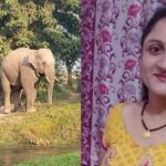 डोईवाला: दूध लेकर लौट रही महिला को हाथी ने पटक पटक कर मार डाला, ग्रामीणों में आक्रोश