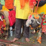 आस्था या दैवीय चमत्कार: इस बार दो दो चौसिंग्या खाडू कर रहे नंदा बड़ी जात में अगुआई